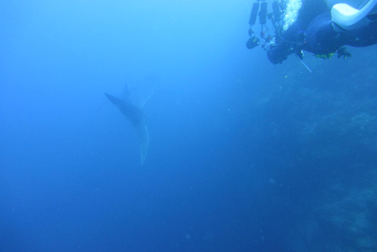 고래상어를 만나다