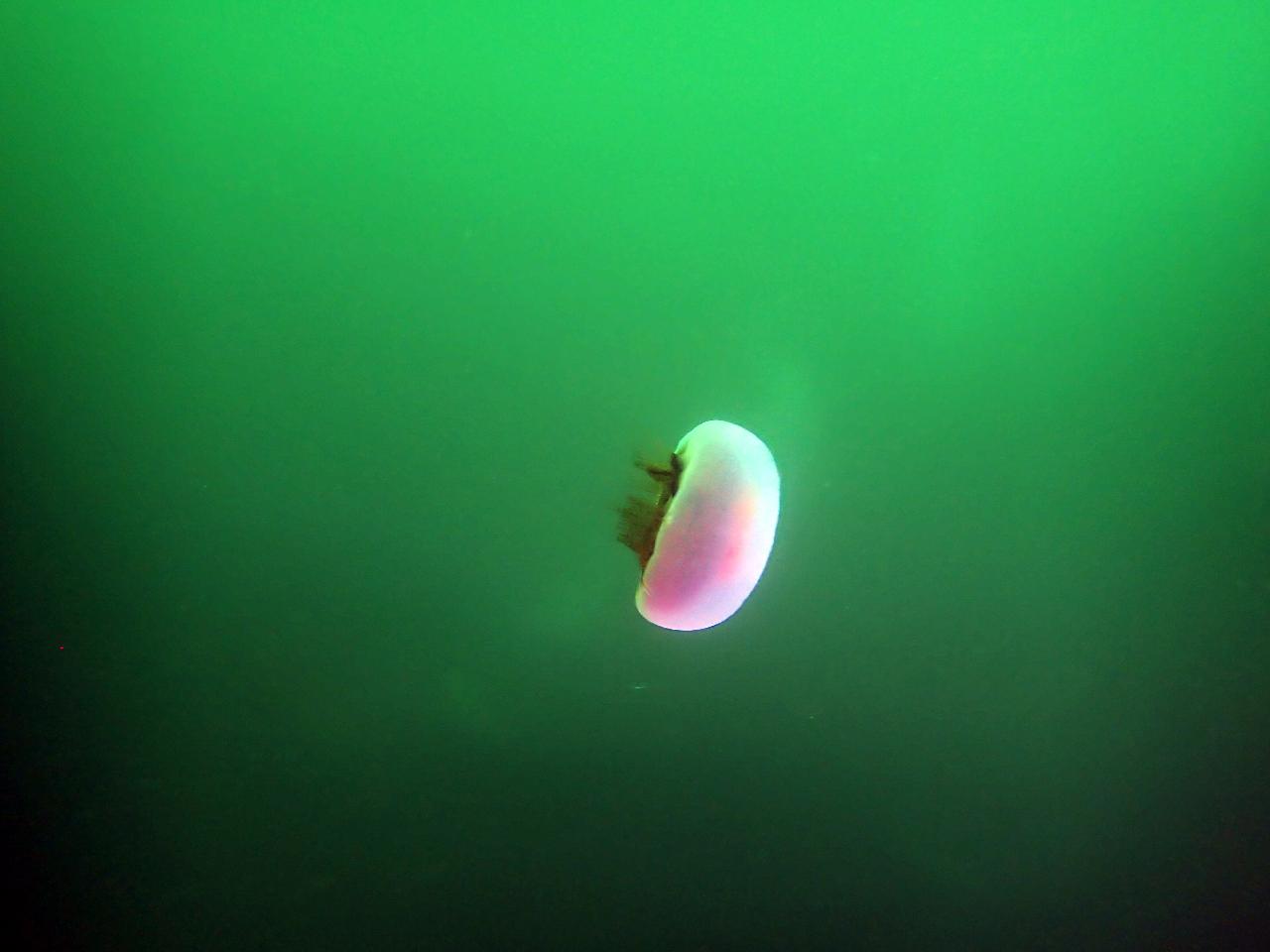딥