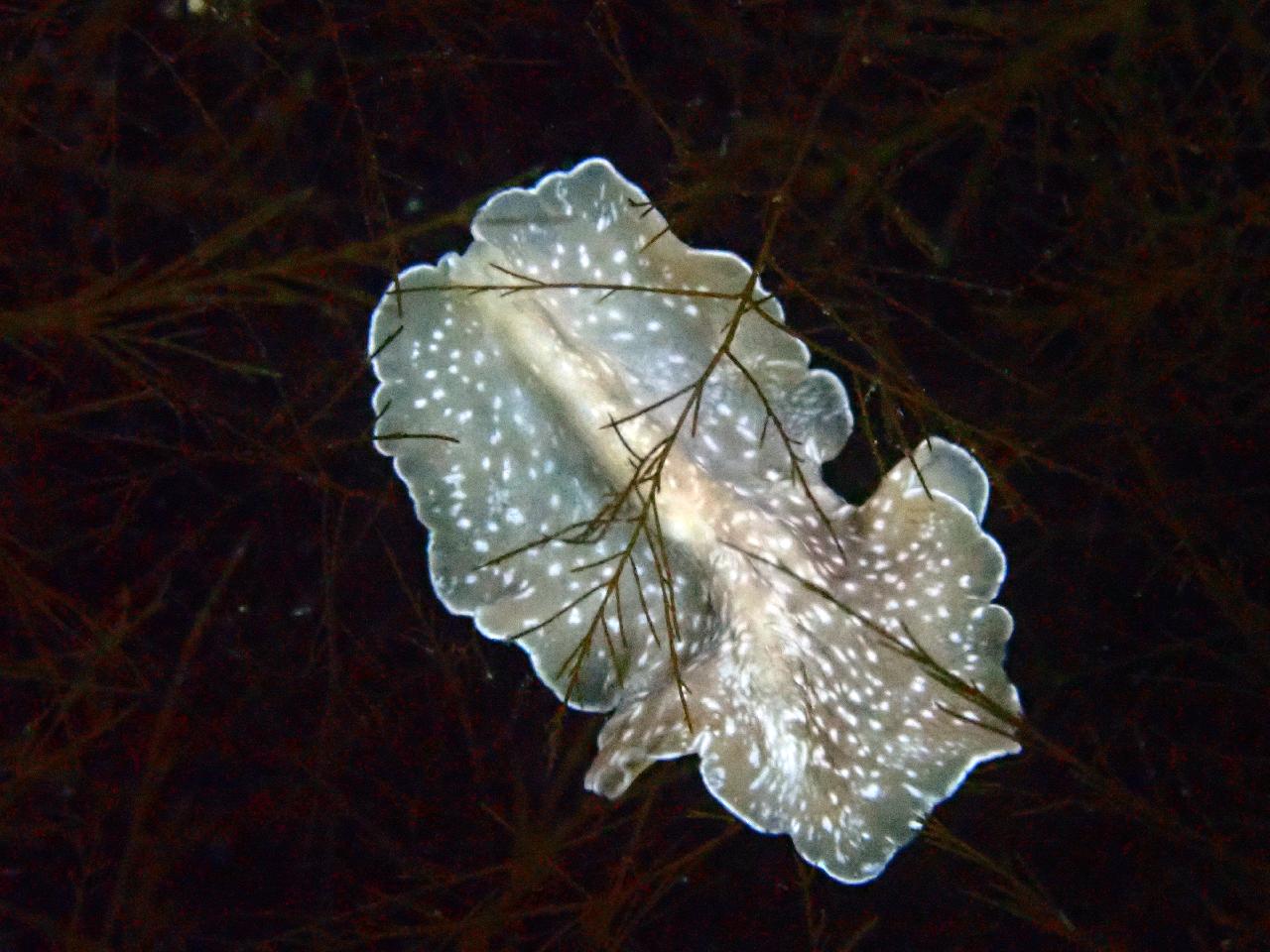 블루