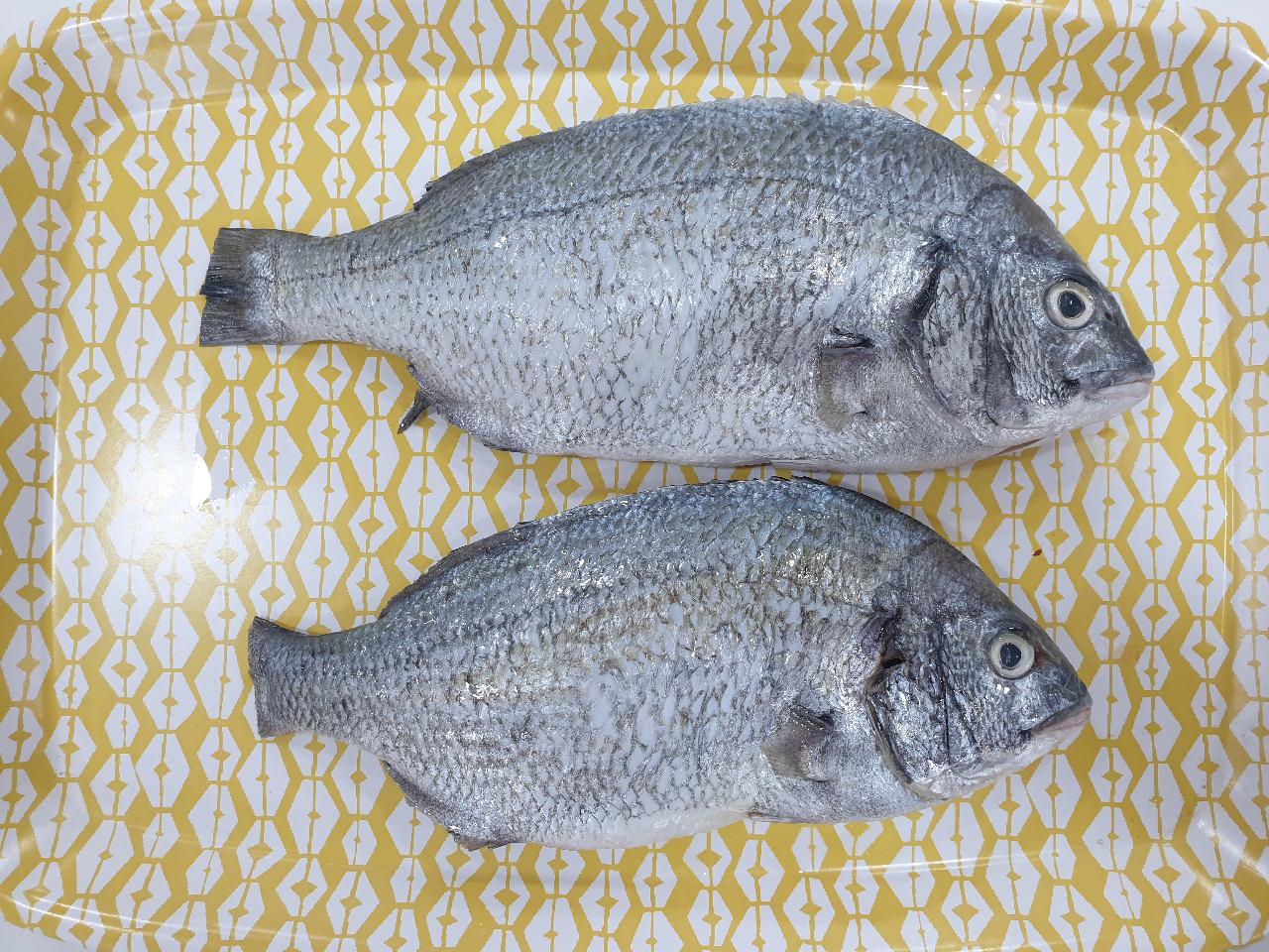 이 생선 이름이 뭘까요?