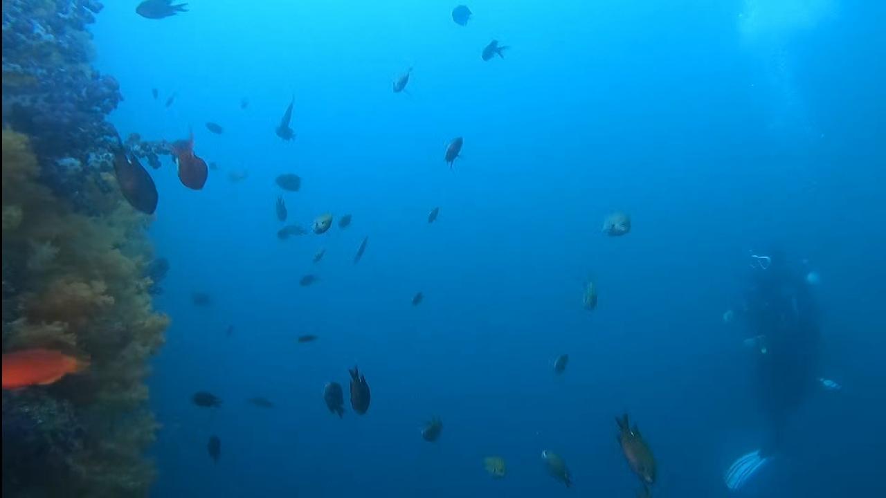 복귀 다이빙 2탱크