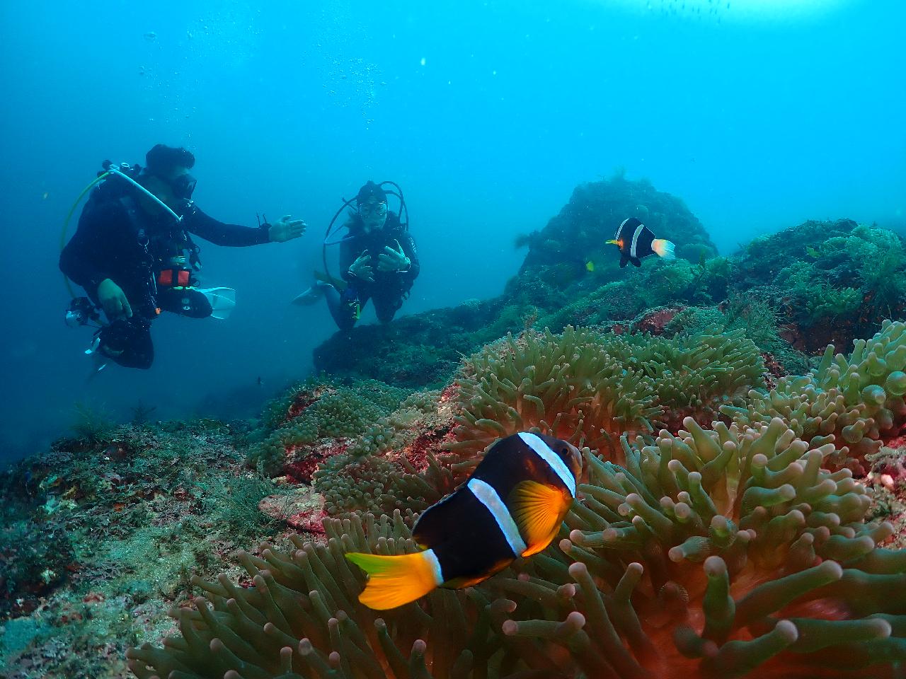 日本からダイブマップ(DIVEMAP)に来たマキさんと済州島の海を探検しました。