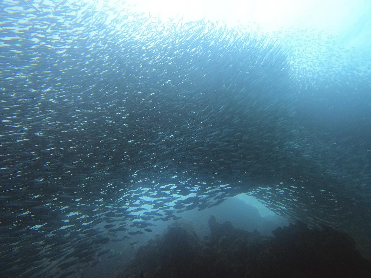 모알보알 비치 다이빙