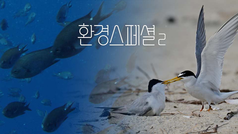 멸치가 사라지고 있다 (feat. KBS 환경스페셜)
