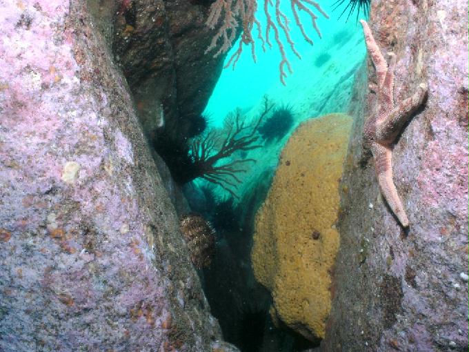 펀다이빙 - 강원도 양양 아쿠아갤러리 - 화이트락