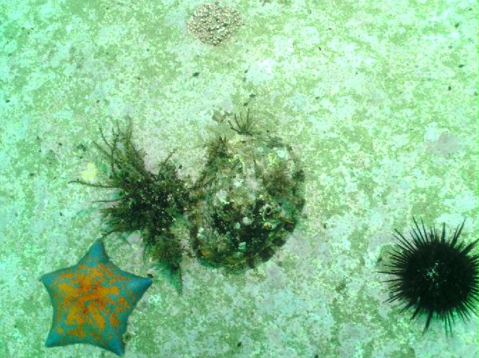 펀다이빙 - 강원도 양양 아쿠아갤러리 - 화이트락