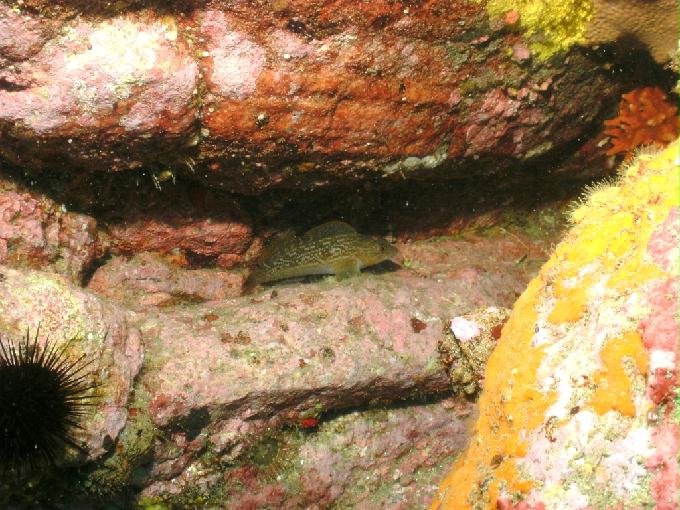 펀다이빙 - 강원도 양양 아쿠아갤러리 - 화이트락