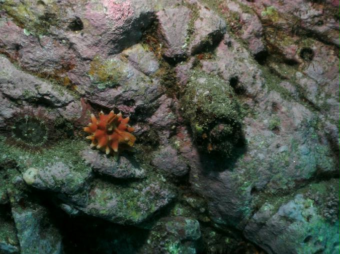 펀다이빙 - 강원도 양양 아쿠아갤러리 - 화이트락