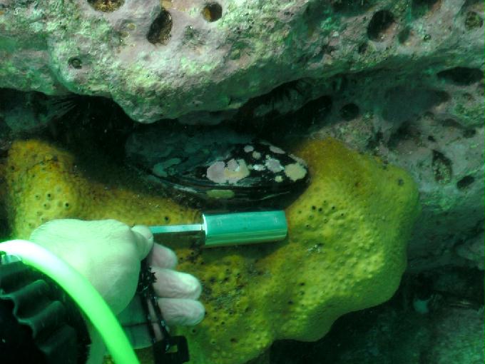 펀다이빙 - 강원도 양양 아쿠아갤러리 - 화이트락