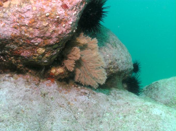 펀다이빙 - 강원도 양양 아쿠아갤러리 - 화이트락