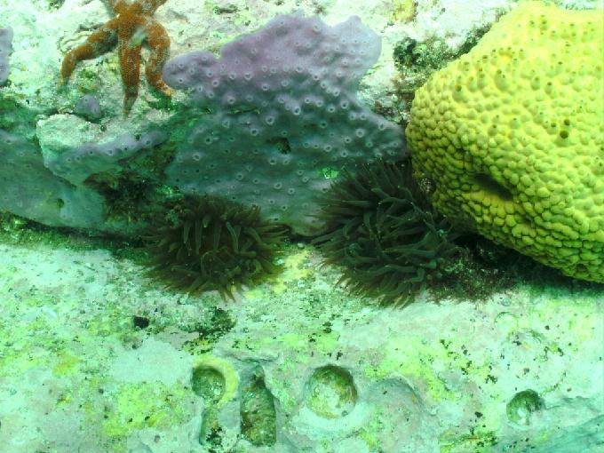 펀다이빙 - 강원도 양양 아쿠아갤러리 - 화이트락