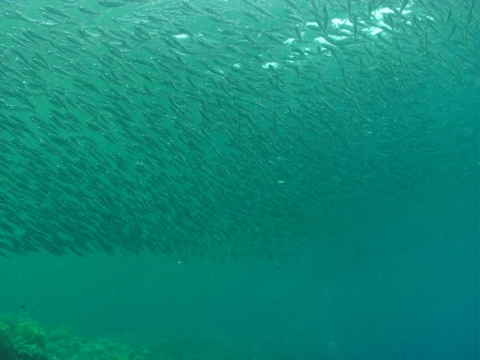 펀다이빙 - 필리핀 세부 모알보알 준다이브리조트 - 페스카도르(PESCADOR WEST)
