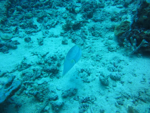 Philippine Boracay Aklan - Angol