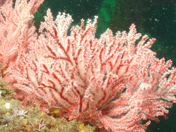 오픈워터 교육 - 강원도 강릉 경포다이브리조트 - 꽃동산