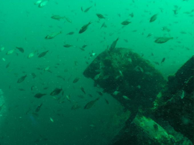 오픈워터 교육 - 강원도 강릉 경포다이브리조트 - 꽃동산