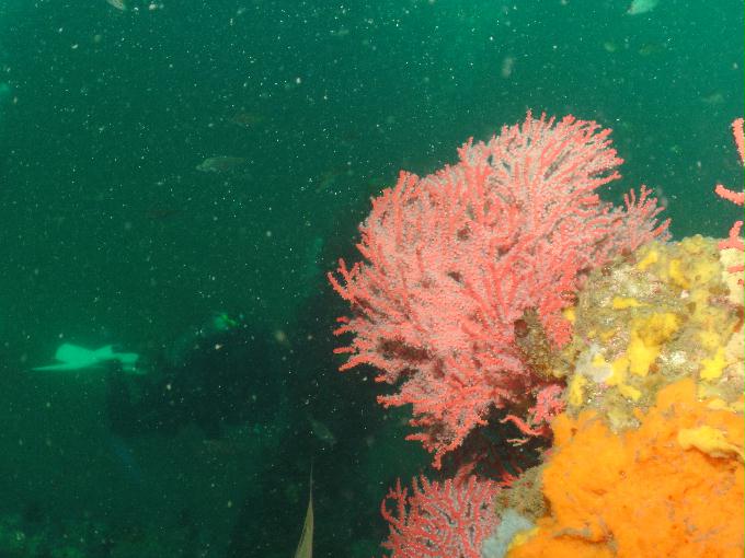 오픈워터 교육 - 강원도 강릉 경포다이브리조트 - 꽃동산