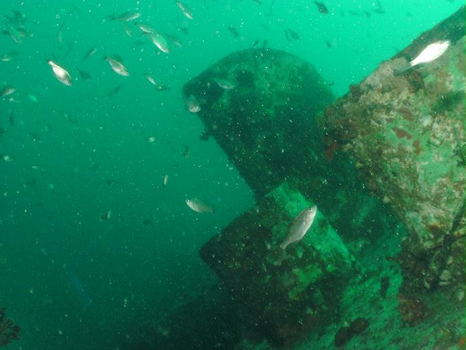 오픈워터 교육 - 강원도 강릉 경포다이브리조트 - 꽃동산