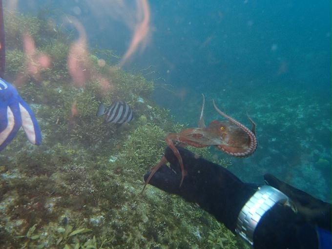 Fun diving - 강원도 강릉 - 태백산맥