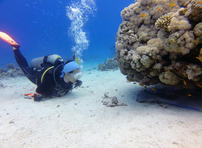 펀 다이빙 - Hurghada, Egypt - Ras Disha