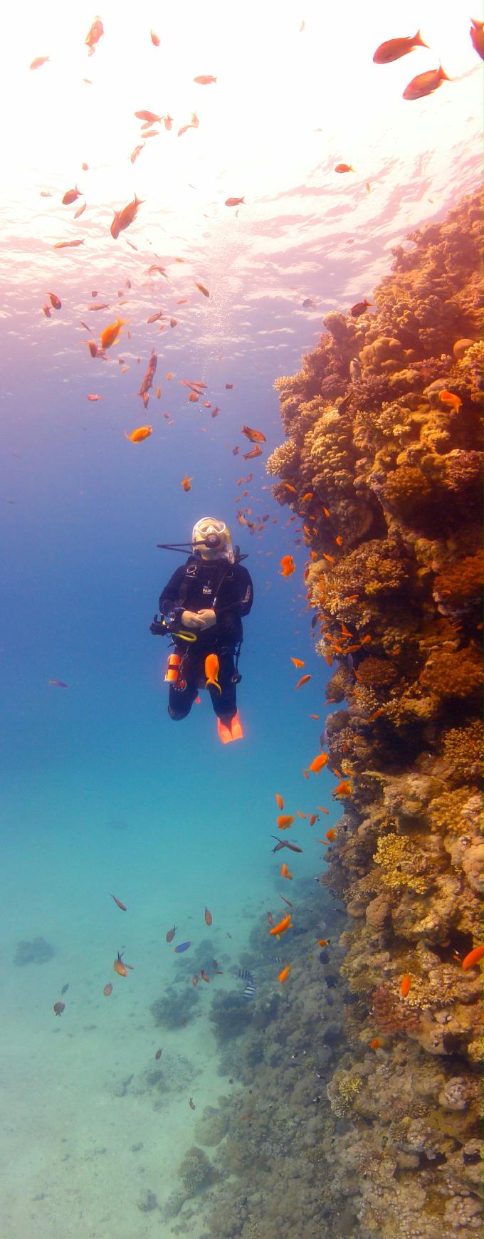 펀 다이빙 - Hurghada, Egypt - Ras Disha