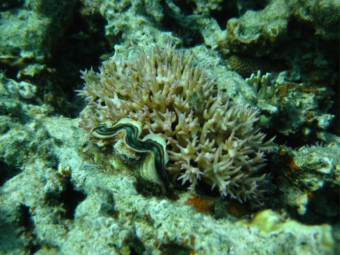 펀 다이빙 - Hurghada, Egypt - Fanaus West