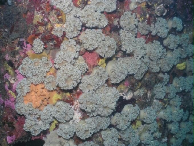 펀다이빙 - 강원도 고성 LF문암리조트 - 금강산