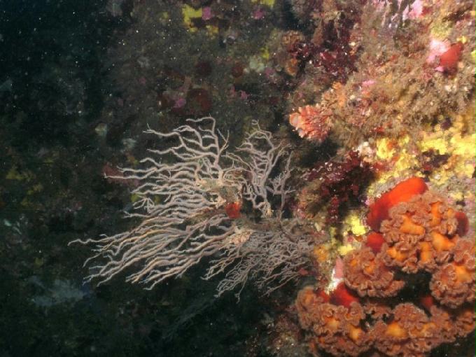 펀다이빙 - 강원도 고성 LF문암리조트 - 금강산