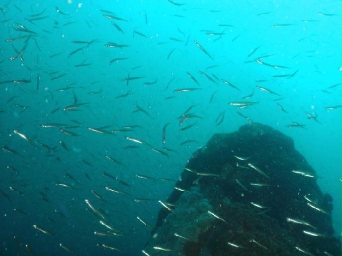 펀다이빙 - 강원도 고성 LF문암리조트 - 금강산