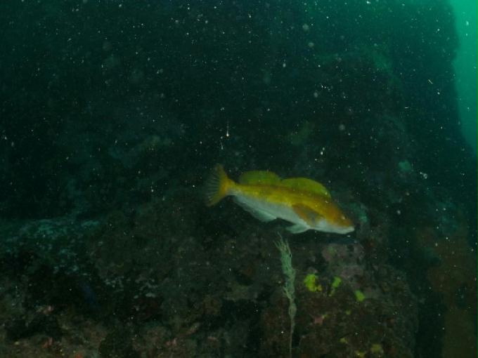 펀다이빙 - 강원도 고성 LF문암리조트 - 금강산