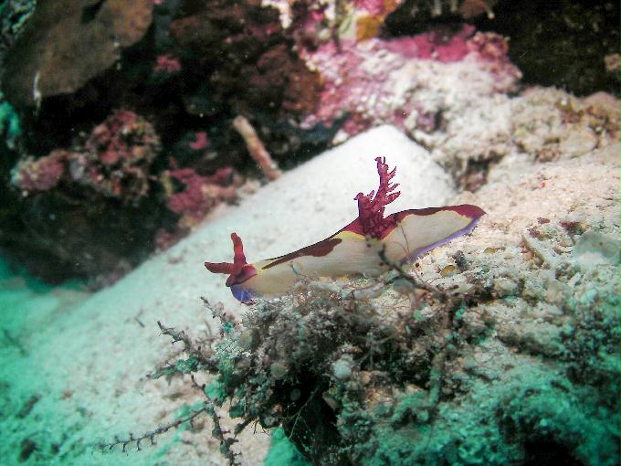 힐루퉁안 2 - 막탄 오션플레이어 - 힐루퉁안