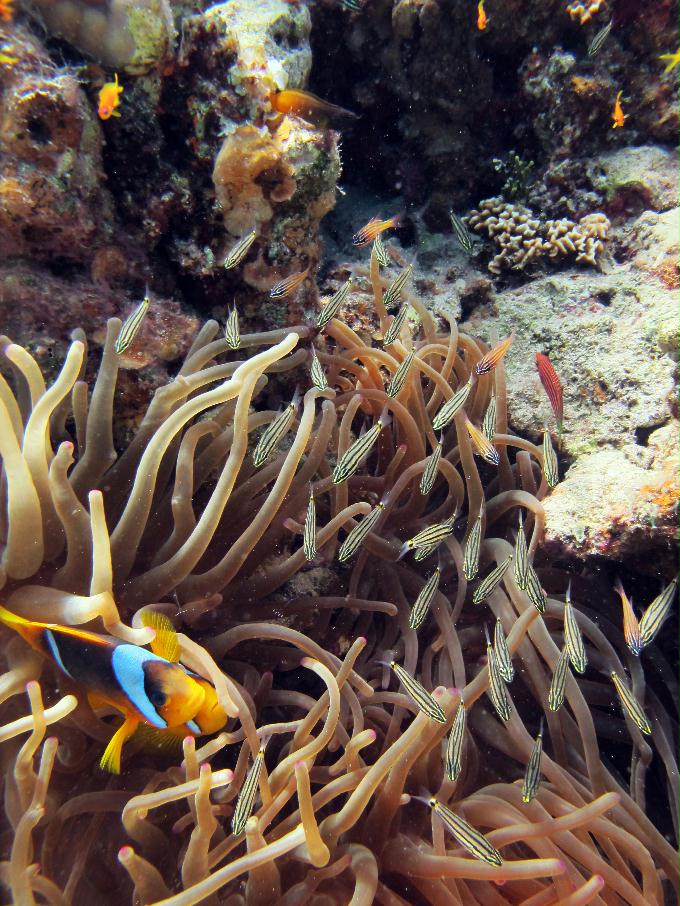 펀 다이빙 - Dahab, Egypt - Moray Garden