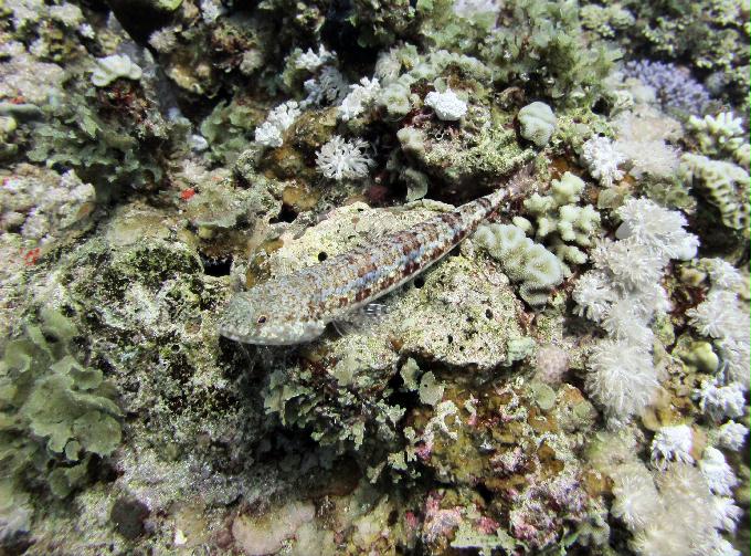 펀 다이빙 - Dahab, Egypt - Moray Garden