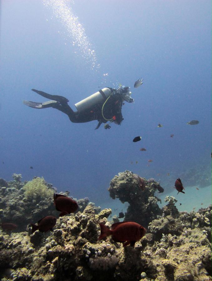 펀 다이빙 - Dahab, Egypt - Moray Garden