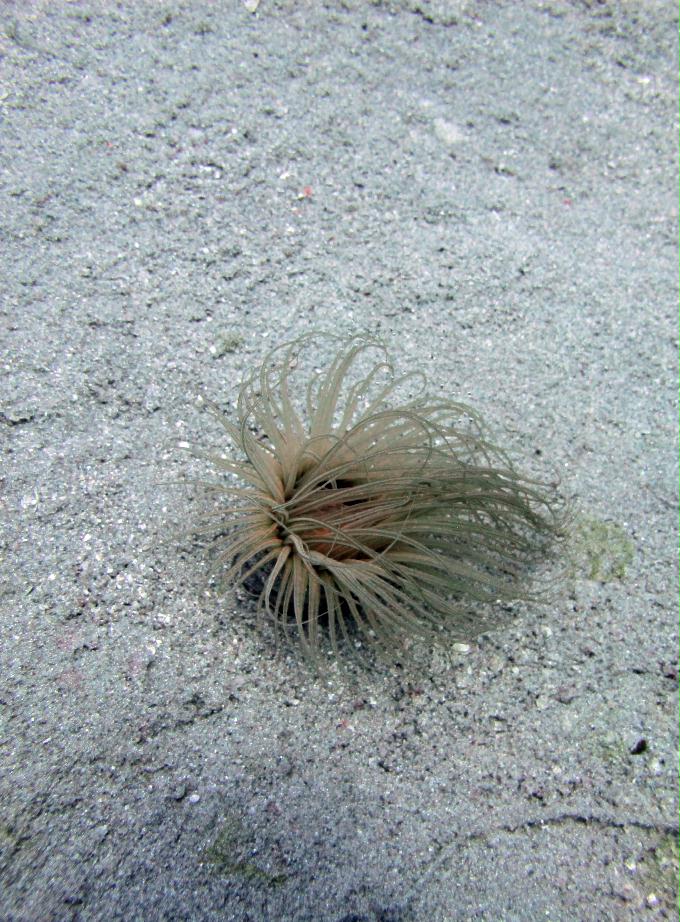 펀 다이빙 - Dahab, Egypt - Moray Garden