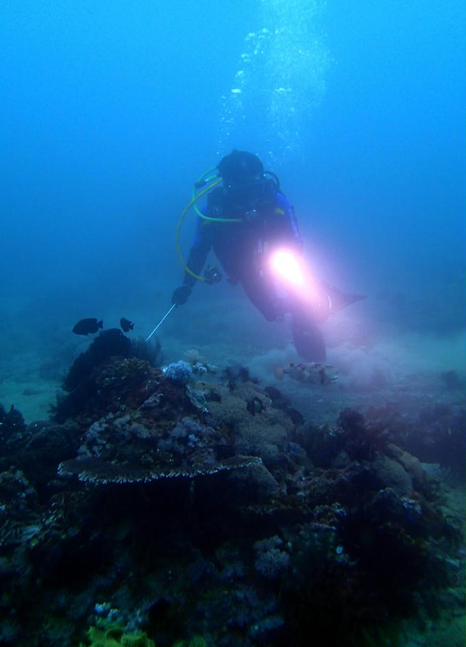 Fun Diving - 필리핀 민도르 사방비치 - FANTASEA REEF