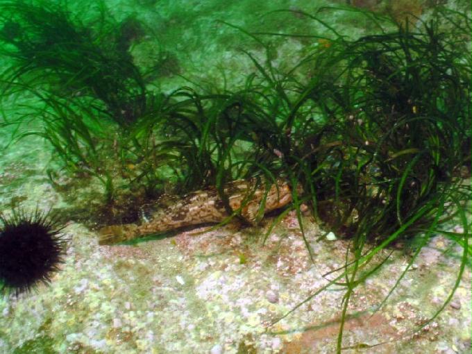 펀다이빙 - 강원도 고성 LF문암리조트 - 명파대