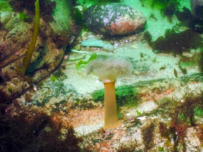 펀다이빙 - 강원도 고성 LF문암리조트 - 명파대