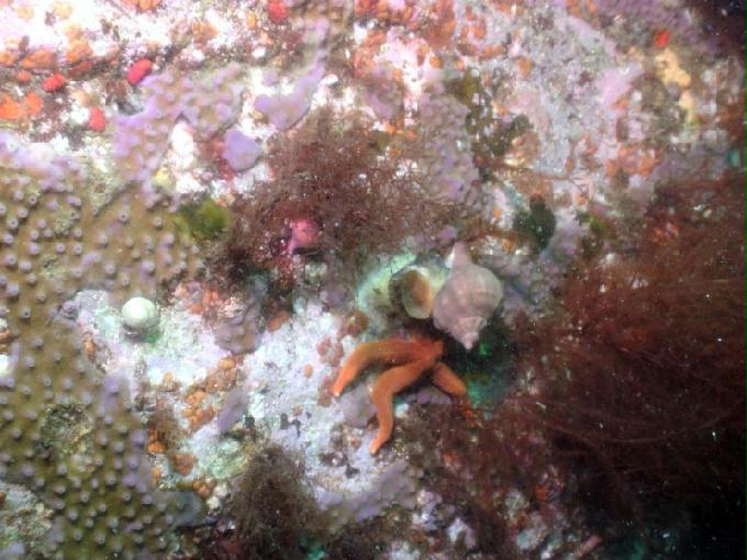 펀다이빙 - 강원도 고성 LF문암리조트 - 명파대