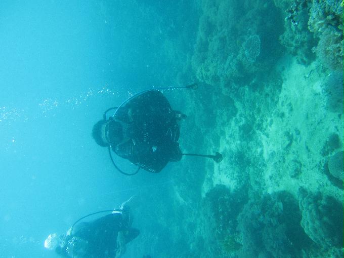 Anilao,PHILIPPINES - Coral Garden