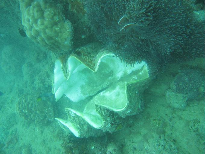 Anilao,PHILIPPINES - Twin Rock