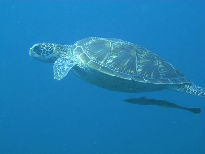 Bohol,PHILIPPINES - Diver Heaven,Balicasag