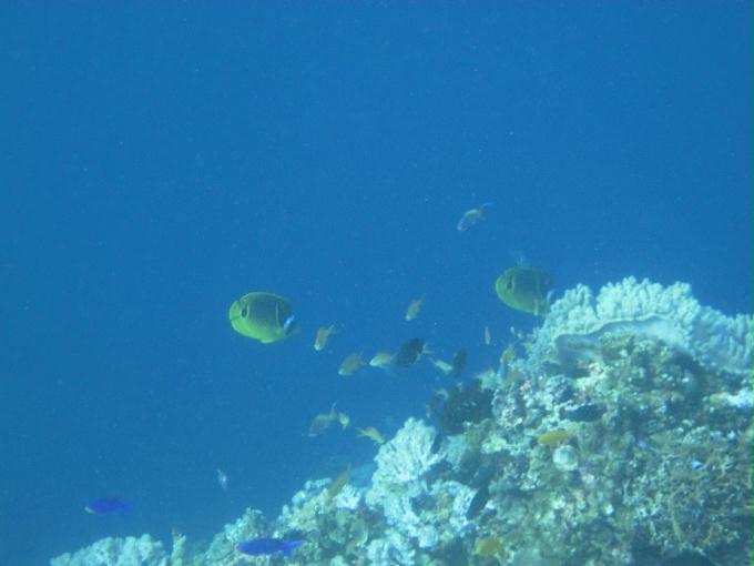 Bohol,PHILIPPINES - Diver Heaven,Balicasag