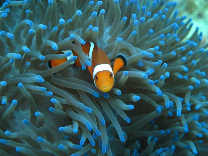 Bohol,PHILIPPINES - Diver Heaven,Balicasag