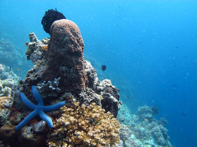 Bohol,PHILIPPINES - Diver Heaven,Balicasag
