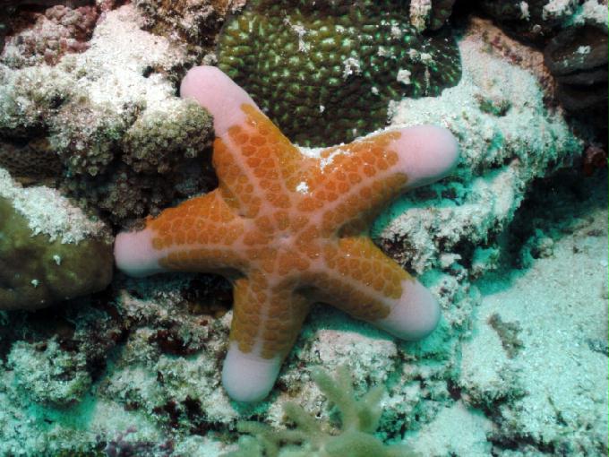 펀다이빙 - 필리핀 세부 모알보알 준다이브리조트 - TALISAY