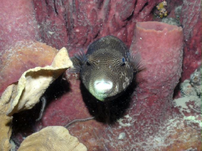 펀다이빙 - 필리핀 세부 모알보알 준다이브리조트 - 페스카도르(PESCADOR SOUTH)