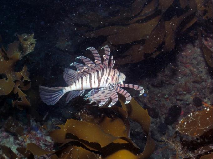 펀다이빙 - 제주도 서귀포 스쿠바라이프 - 섶섬 한개창