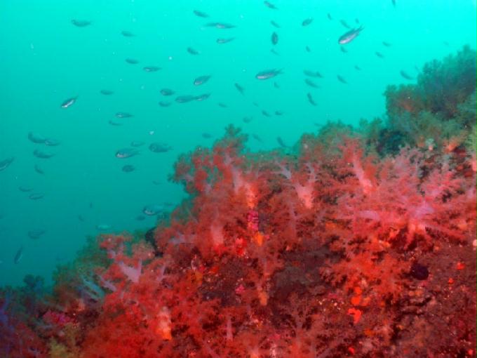 펀다이빙 - 제주도 서귀포 스쿠바라이프 - 섶섬 너알