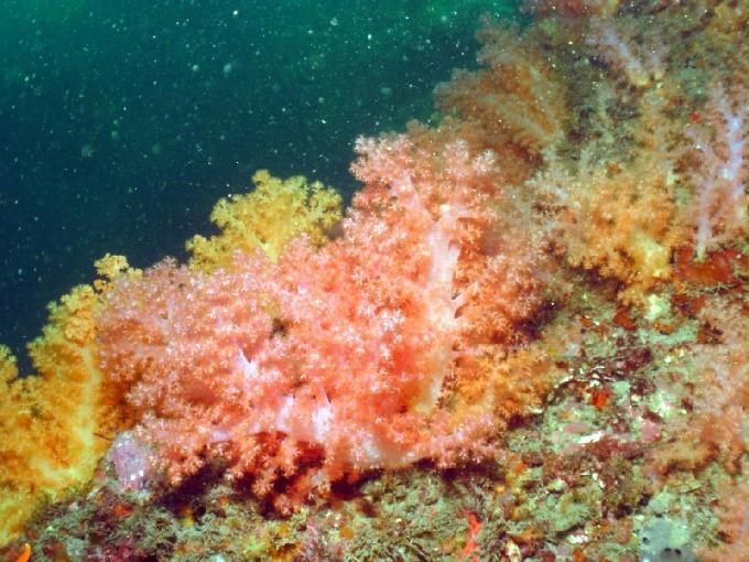 펀다이빙 - 제주도 서귀포 스쿠바라이프 - 섶섬 한개창