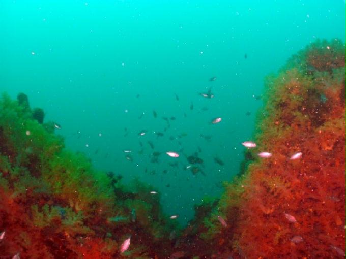 펀다이빙 - 제주도 서귀포 스쿠바라이프 - 섶섬 너알